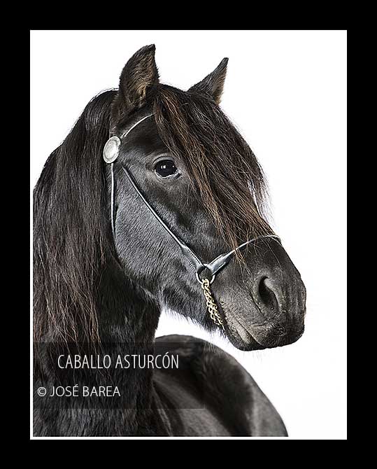 EQUUS_3[1]