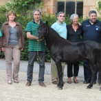Nuestro semental Nordfjord ahora llamado Macho de Asturias en las Haras de Hennebont.