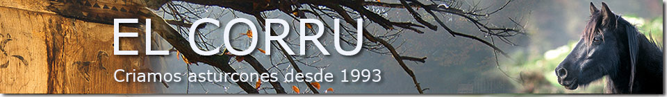 Asturcones El Corru