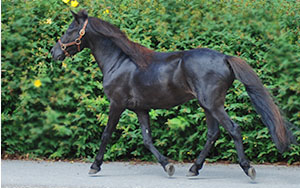 nordfjord haras